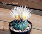 Astrophytum Asterias