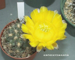 Astophytum Glaucum