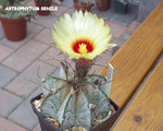 Astophytum Senile