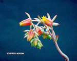 Echeveria Minima