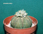 Euphorbia Obesa
