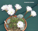 Echinocereus Oxygona