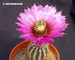 Echinocereus Reichenbachii