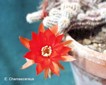 Echinopsis Chamaecereus