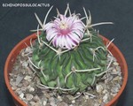 Echinofossulocactus