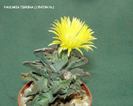 Faucaria Tigrina