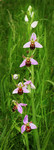 Bee Orchid