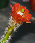 Echinocereus Scheerii