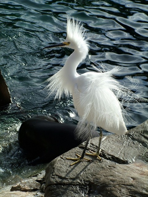 White Egret