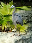 Heron