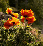 Poppies