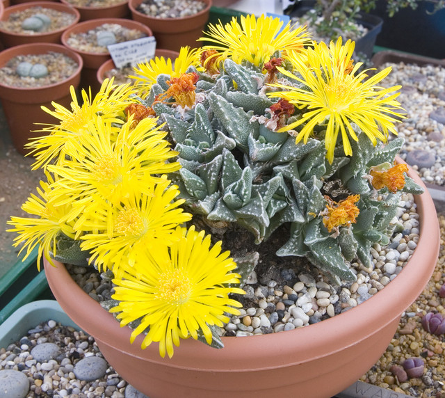 Faucaria Tuberculosa