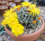 Faucaria Tuberculosa
