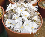 Lithops Karasmontana
