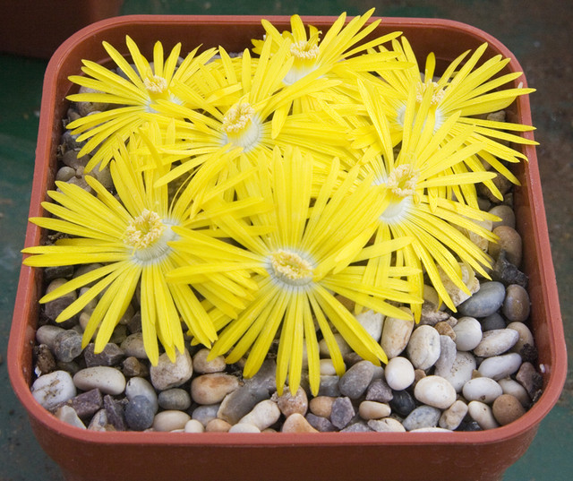 Lithops  Aucampiae