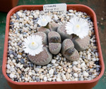 Lithops Villetii  ssp Kennedyi