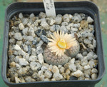 Lithops Verruculosa