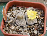 Lithops Hookeri