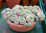 Echevaria Minima