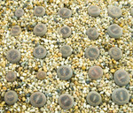 Seedling Lithops Aucampiae