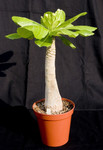 Brighamia Insignis
