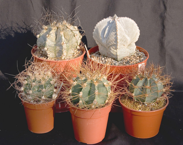 Various Astrophytum