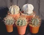 Various Astrophytum