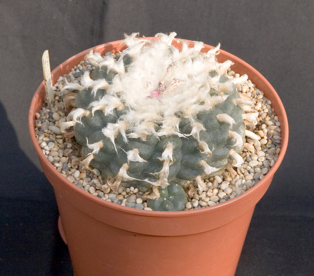 Lophophora Williamsii