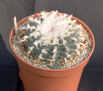 Lophophora Williamsii