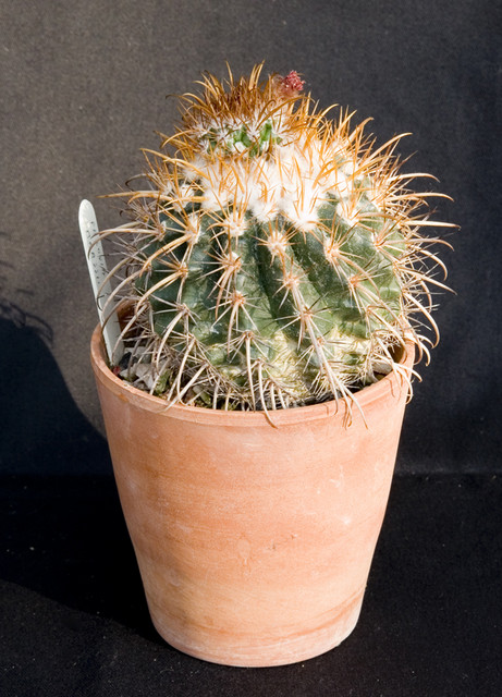 Parodia Maassii