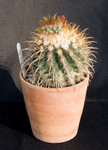 Parodia Maassii