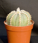 Astrophytum Asterias (hybrid)