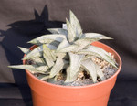 Gasteria Ellaphieae