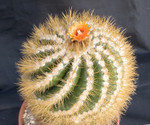 Parodia Subtilihamata