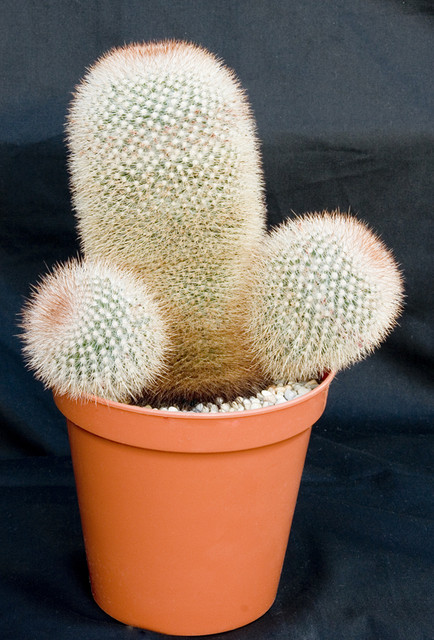 Mammillaria Crassior