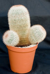 Mammillaria Crassior
