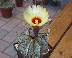 Astrophytum Senile f.Aureum