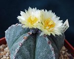 Astrophytum Myriostigma