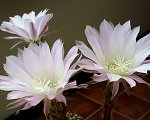 Echinopsis Oxygona