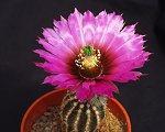 Echinocereus Reichenbachii v. Perbelus