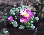 Frithia Pulchra