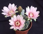 Gymnocalycium Venturianum