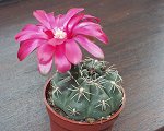  Gymnocalycium Baldianum 
