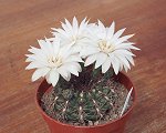  Gymnocalycium Sp.