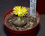 Lithops Coleorum