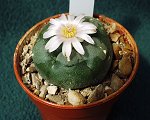 Lophophora Williamsii 