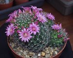 Mammillaria Zeilmanniana