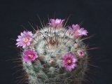 Mammillaria Bombycina