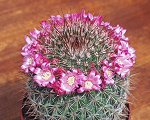 Mammillaria Sp.