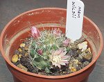 Mammillaria Wildii